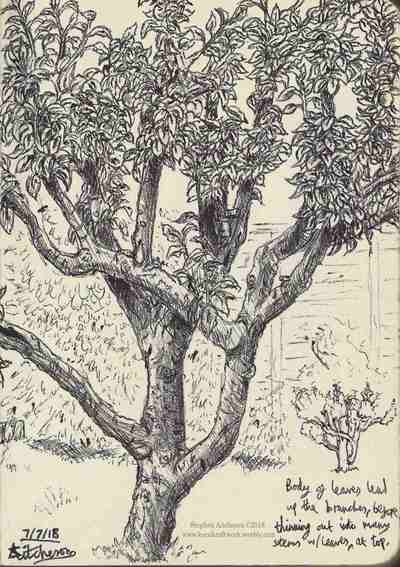 Russet Apple Tree Study Sketch